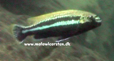 Melanochromis auratus Chitseko Reef